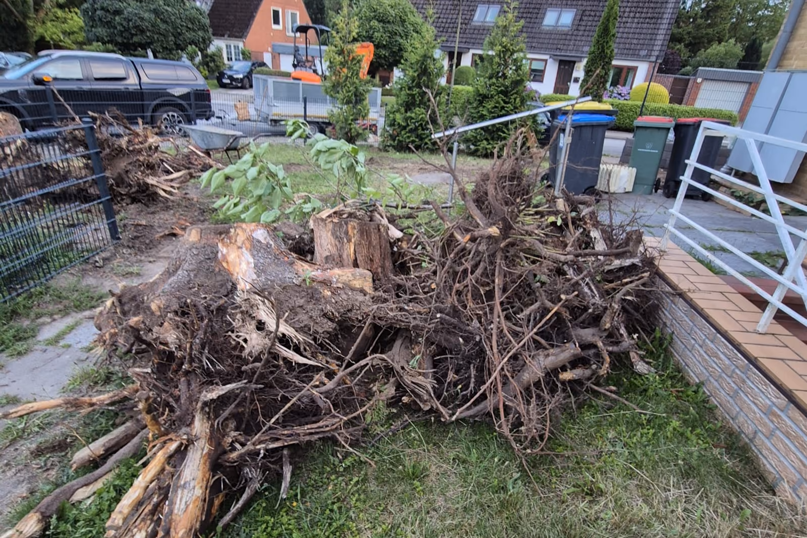 Gerodetes Wurzelwerk auf der Rasenfläche, bereit zur Abfuhr