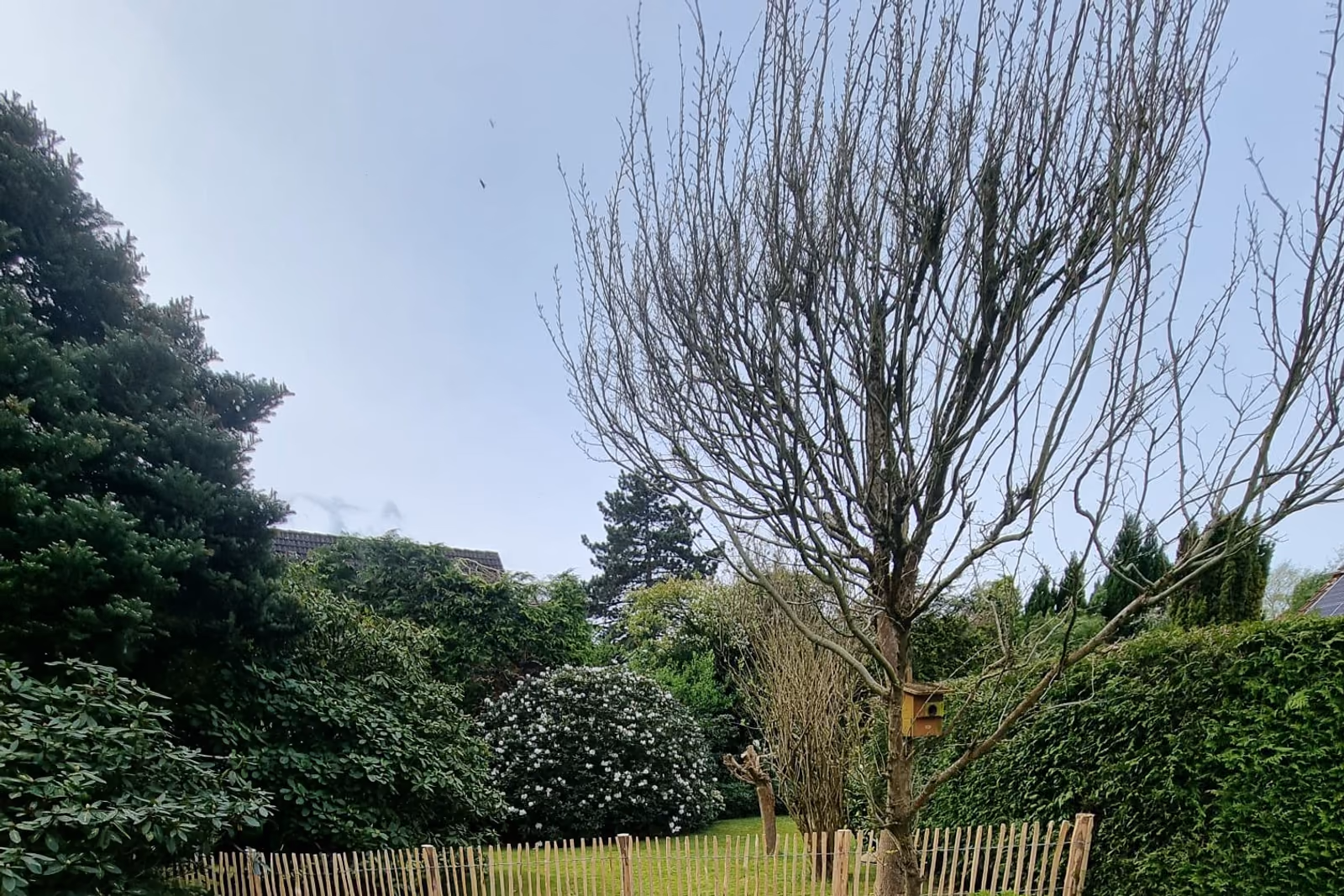 Der Zaun ist um einen gewachsenen Baum herumgeführt